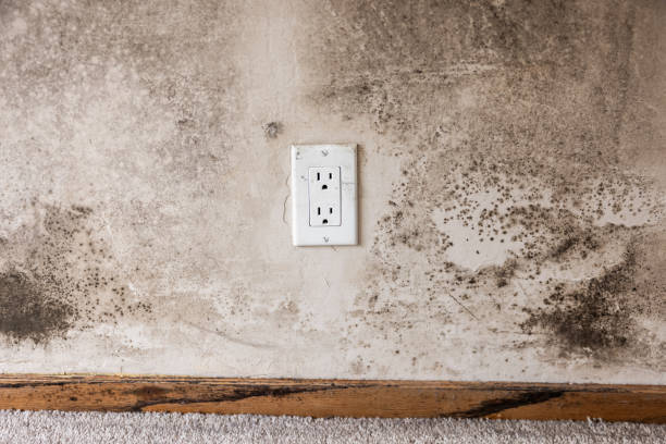 Environmental Consulting for Mold Prevention in Dorneyville, PA