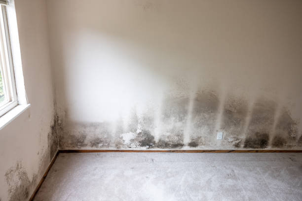 Best Forensic Mold Investigation  in Dorneyville, PA